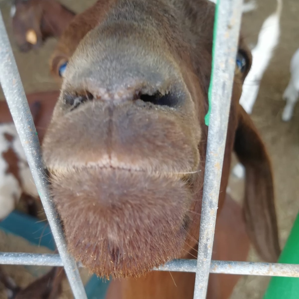 Meet your Posher, Gris